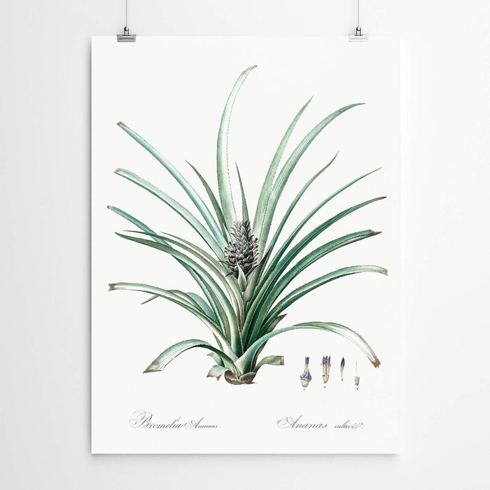 Bromelia Vintage Botanical Print