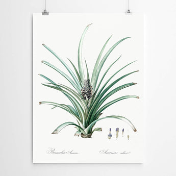 Artworld Wall Art Bromelia Vintage Botanical Print 204