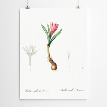 Artworld Wall Art Bulbacodium Vintage Botanical Print 2