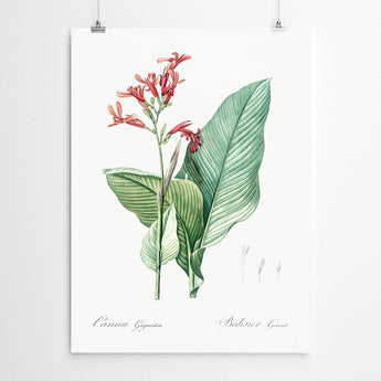 Artworld Wall Art Canna Flower Vintage Botanical Print 234