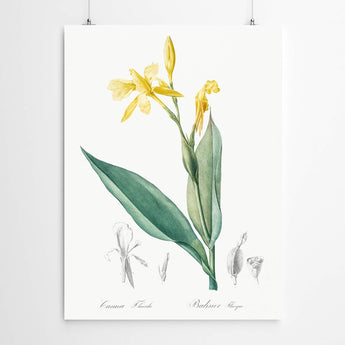 Artworld Wall Art Canna Vintage Botanical Print 235