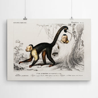 Artworld Wall Art Capuchin Monkey Vintage Art Canvas Prints 239