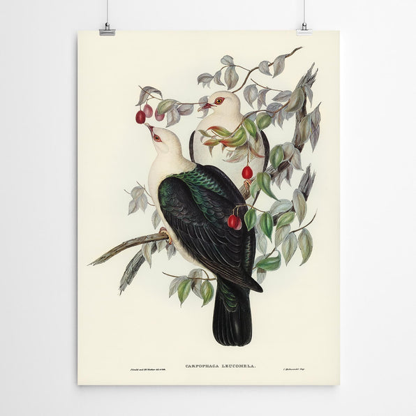 Artworld Wall Art Carpophaga Vintage Bird Print 24
