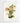 Artworld Wall Art Cattleya Orchid Wall Art 243