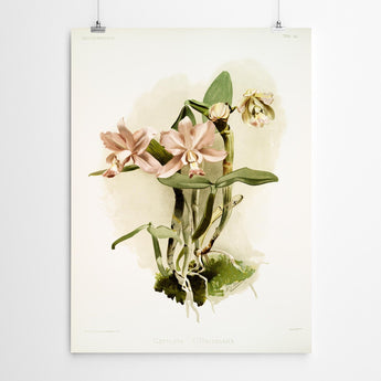 Artworld Wall Art Cattleya Orchid Wall Art 243