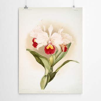 Artworld Wall Art Cattleya Vintage Orchid Print 244