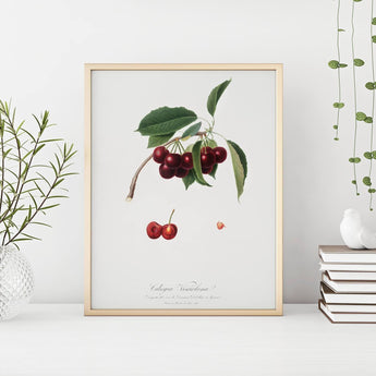 Cherry Vintage Print