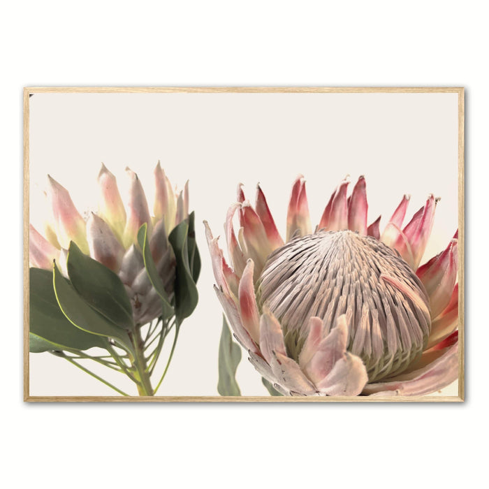 Pretty Protea Art Print