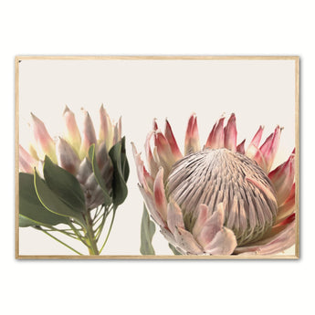 Artworld Wall Art Copy of Pretty Protea Art Print