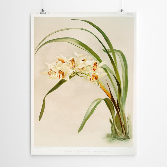 Cymbium Vintage Orchid Print