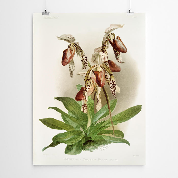 Cypripedium Vintage Orchid Print