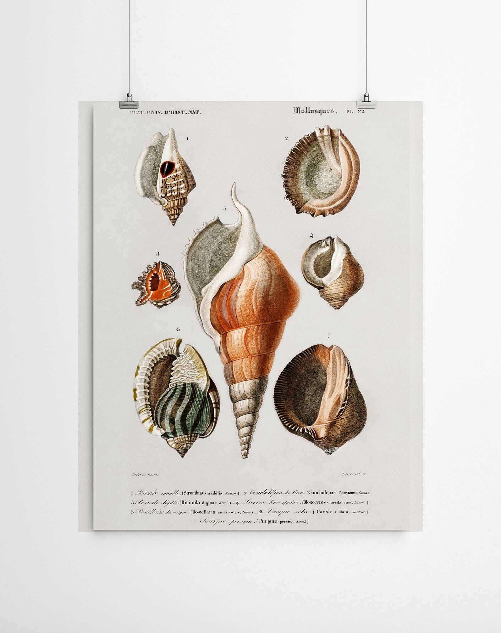 Different Shell Vintage Canvas Prints – Artworld