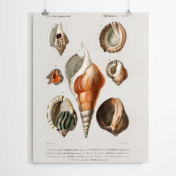 Artworld Wall Art Different Shell Vintage Canvas Prints 299