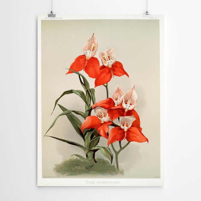 Disa Vintage Orchid Print