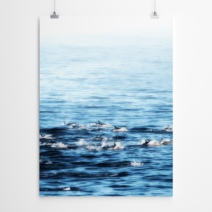 Dolphin Photography Print