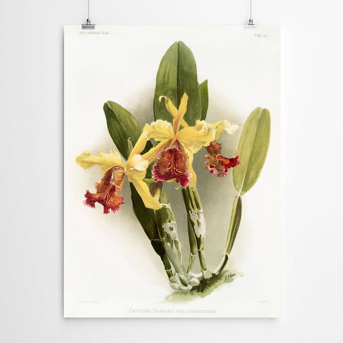 Dowiana Vintage Orchid Print