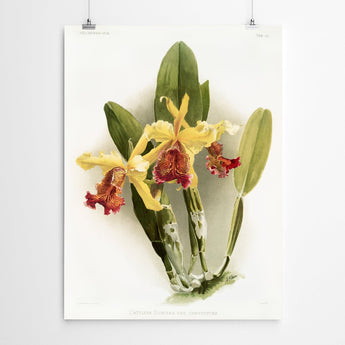 Artworld Wall Art Dowiana Vintage Orchid Print 304