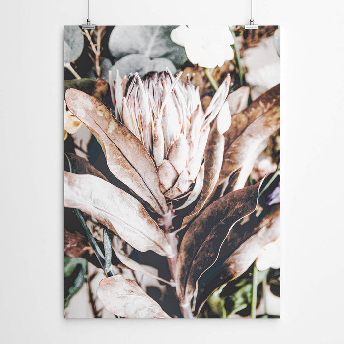 Dried Protea Artwork