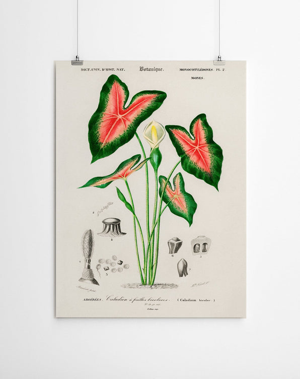 Artworld Wall Art Elephant Ear Arum Lily Vintage Canvas Prints 33