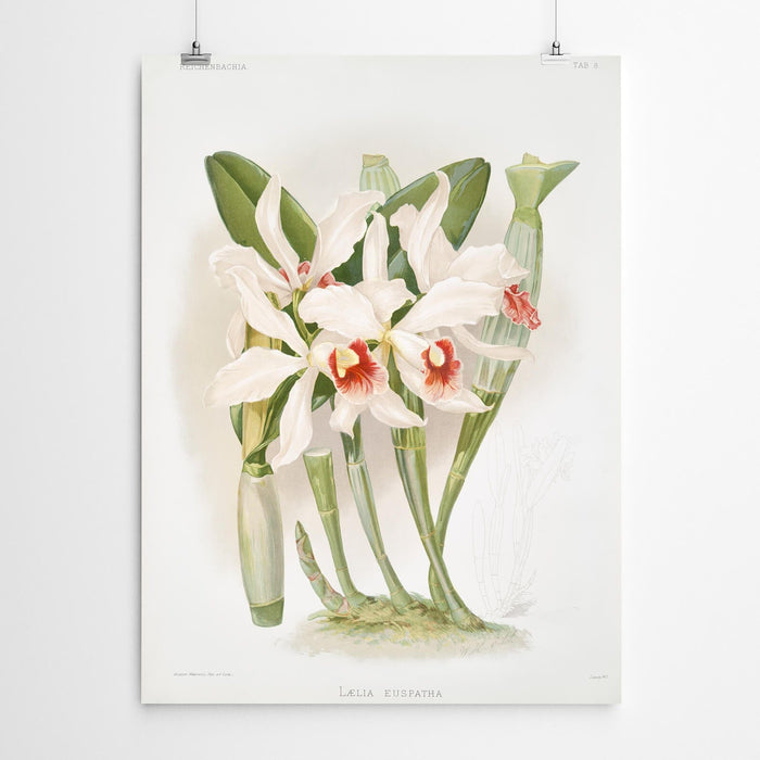 Eusphata Vintage Orchid Print