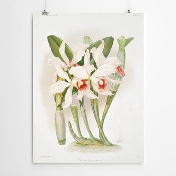 Artworld Wall Art Eusphata Vintage Orchid Print 322