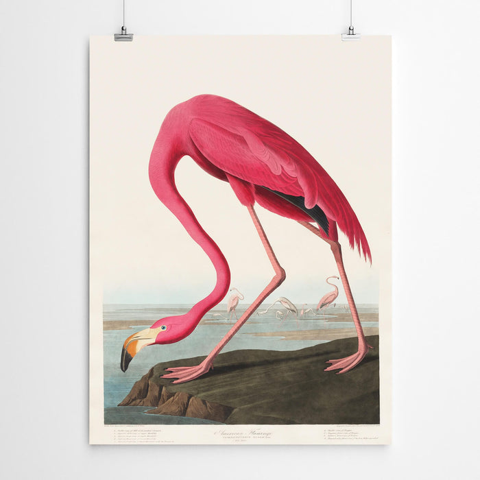 Flamingo Vintage Bird Art
