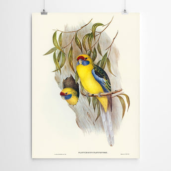 Artworld Wall Art Flaviventrus Vintage Bird Print 336