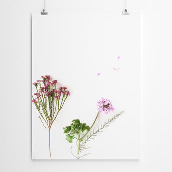 Artworld Wall Art Floral Botanical Fynbos Art Print 339