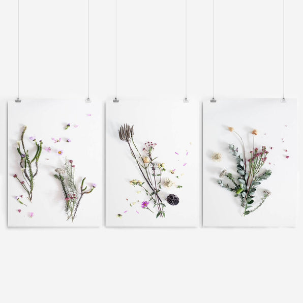 Artworld Wall Art Floral Fynbos Art Print Set 346