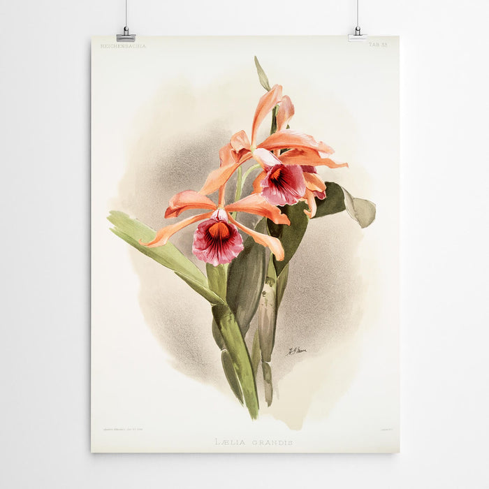 Grandis Vintage Orchid Print