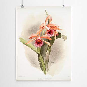 Artworld Wall Art Grandis Vintage Orchid Print 442