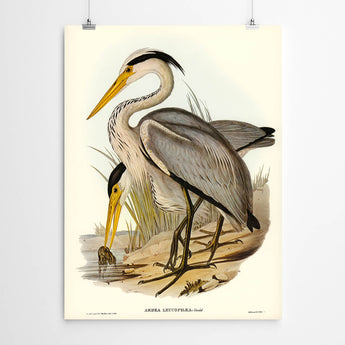 Artworld Wall Art Grey Heron Vintage Bird Print 452