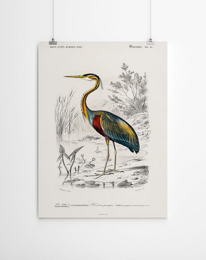 Heron Vintage Art Canvas Print