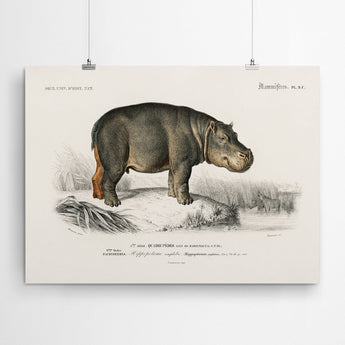 Artworld Wall Art Hippo Vintage Art Canvas Print 450