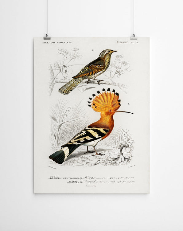 Artworld Wall Art Hoopo Vintage Art Canvas Print 452