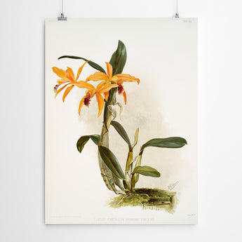 Artworld Wall Art Laelio Vintage Orchid Print 484