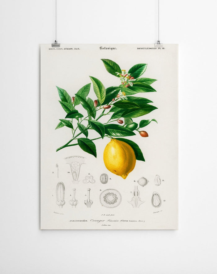 Lemon Vintage Canvas Prints