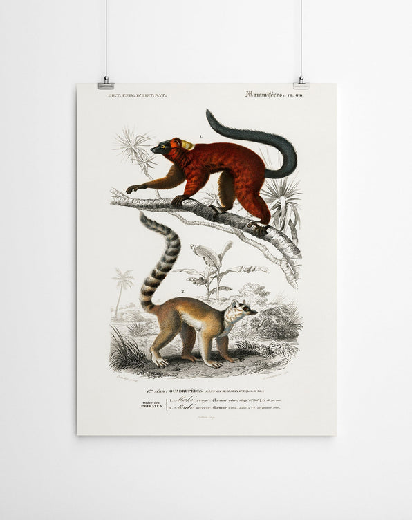 Artworld Wall Art Lemur Vintage Art Canvas Print 496