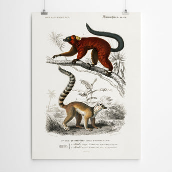 Artworld Wall Art Lemur Vintage Art Canvas Print 496