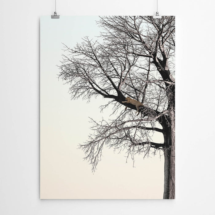 Leopard in a Big Tree Wall Art Print