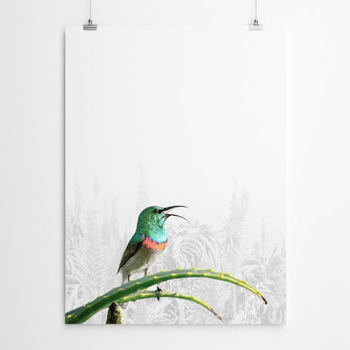 Lesser Double-Collared Sunbird