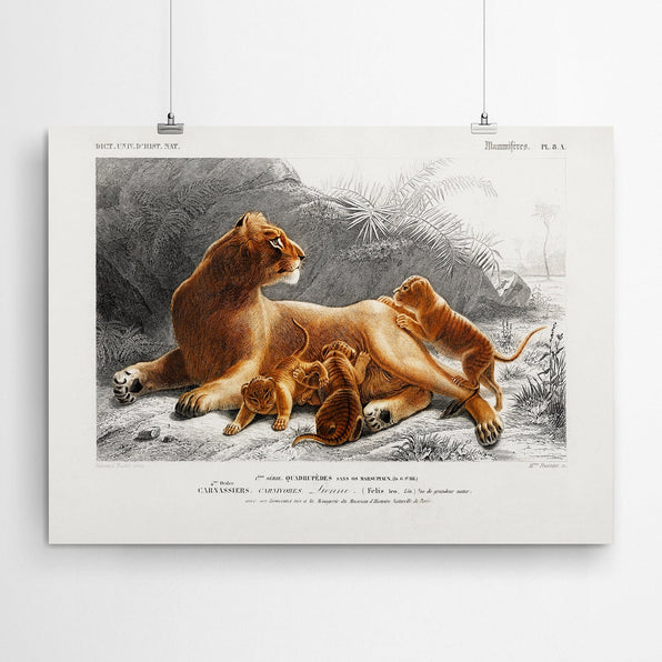 Artworld Wall Art Lion Vintage Art Canvas Prints 503