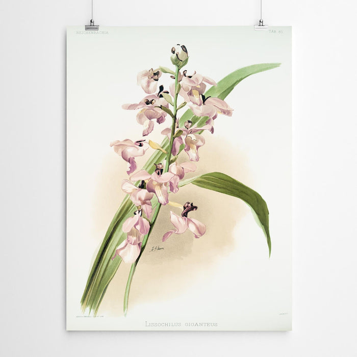 Lissochilus Vintage Orchid Print
