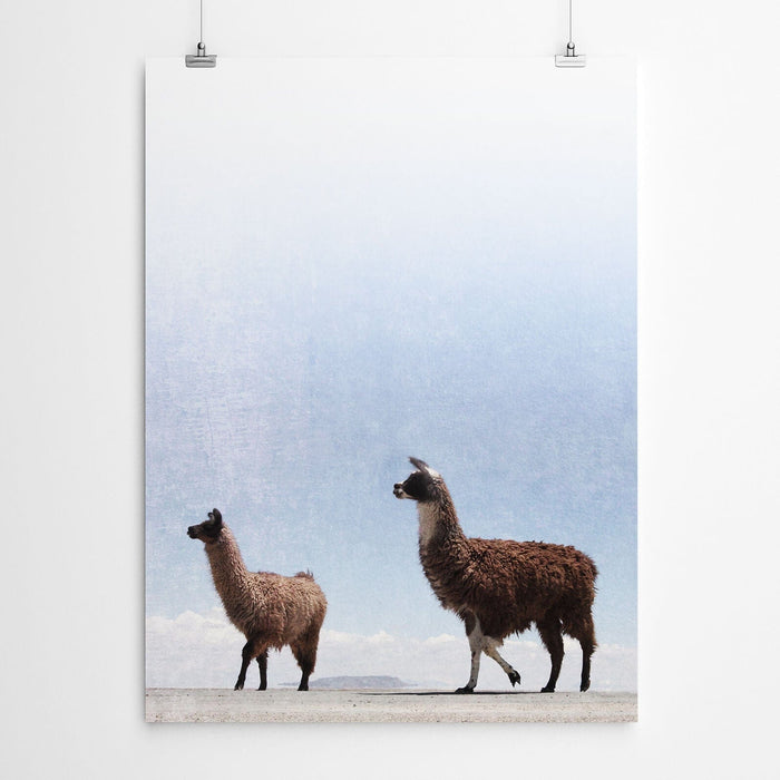 Llama Wall Art Canvas Print