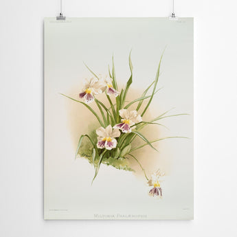 Artworld Wall Art Miltonia Vintage Orchid Print 525