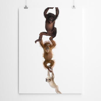 Artworld Wall Art Monkey Nursery Wall Art Prints 543