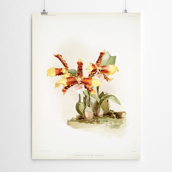 Artworld Wall Art Odontoglossum Vintage Orchid Print 64