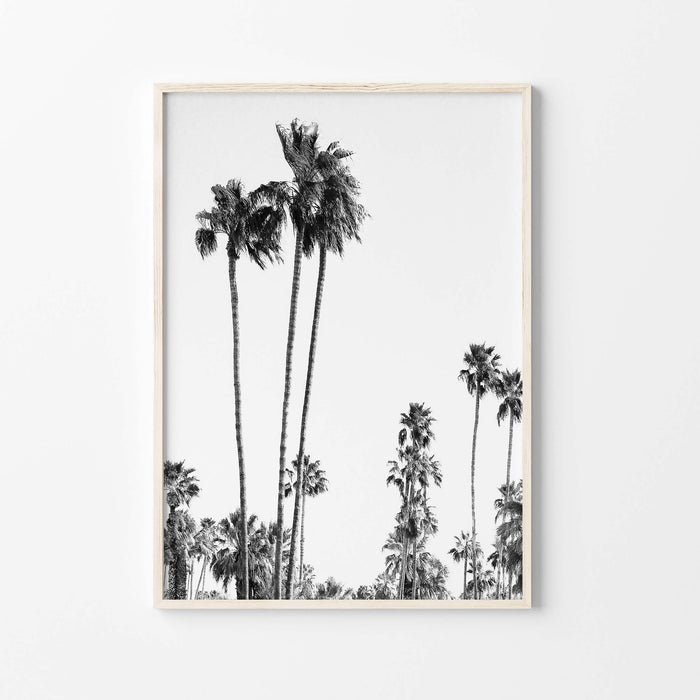 Palms Wall Art Print