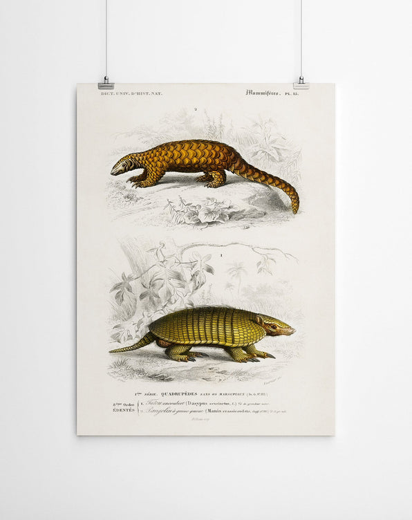 Artworld Wall Art Pangolin Vintage Art Canvas Prints 637