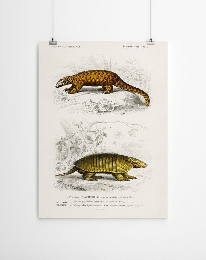 Pangolin Vintage Art Canvas Prints